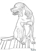 rottweiler Coloring Pages To Print